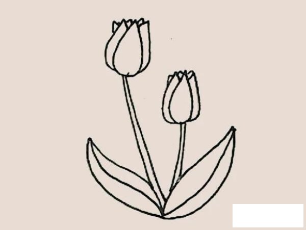 郁金香简笔画图片