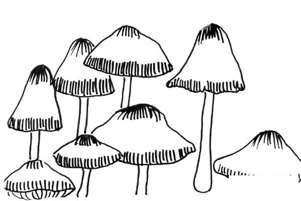 黑白线描蘑菇