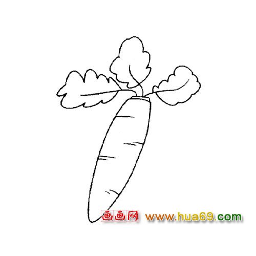 细长的萝卜简笔画3