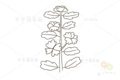 锦葵花简笔画