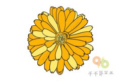 长春菊简笔画图片