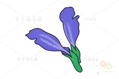 青兰简笔画步骤教程