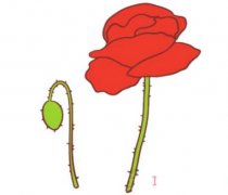 虞美人的画法步骤图带颜色 虞美人简笔画图片