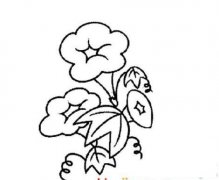 美丽的牵牛花简笔画画法_怎么画美丽的牵牛花