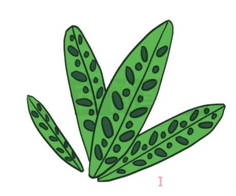 竹芋叶子的画法步骤图带颜色 竹芋简笔画图片