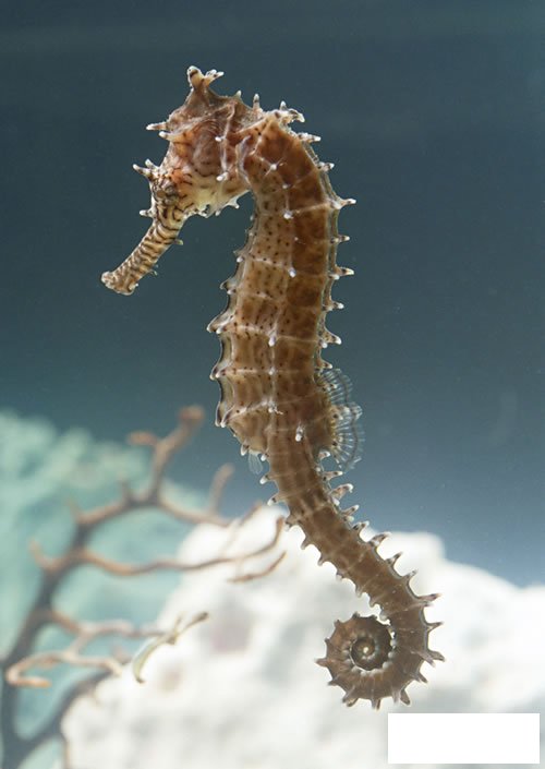 海马简笔画图片