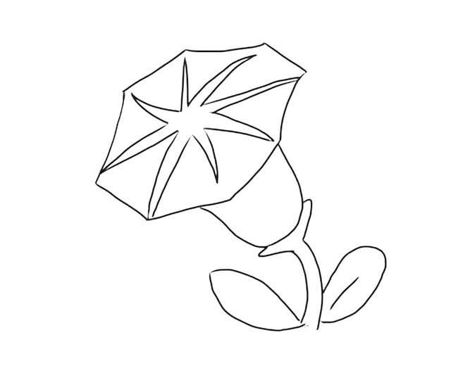 漂亮的牵牛花图片