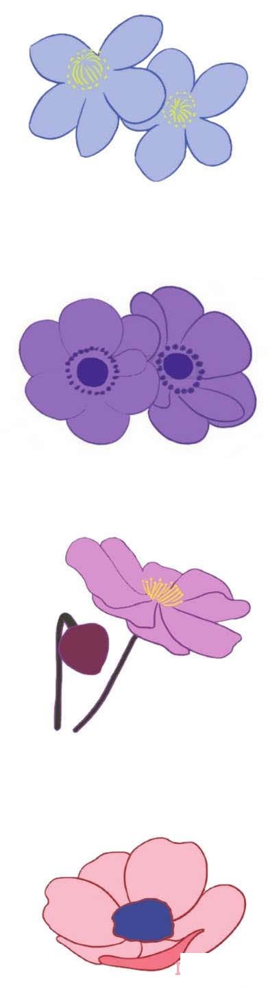 漂亮银莲花怎么画涂颜色 银莲花简笔画图片