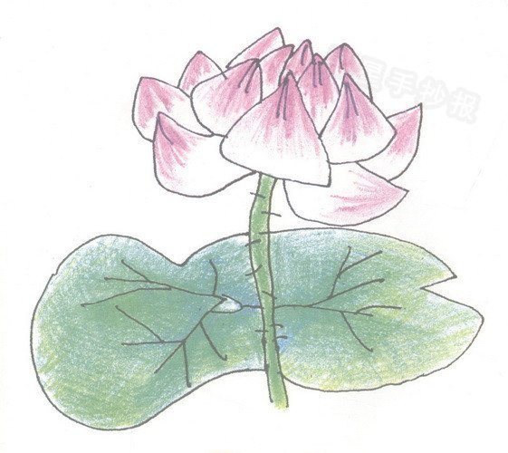 荷花简笔画法教程