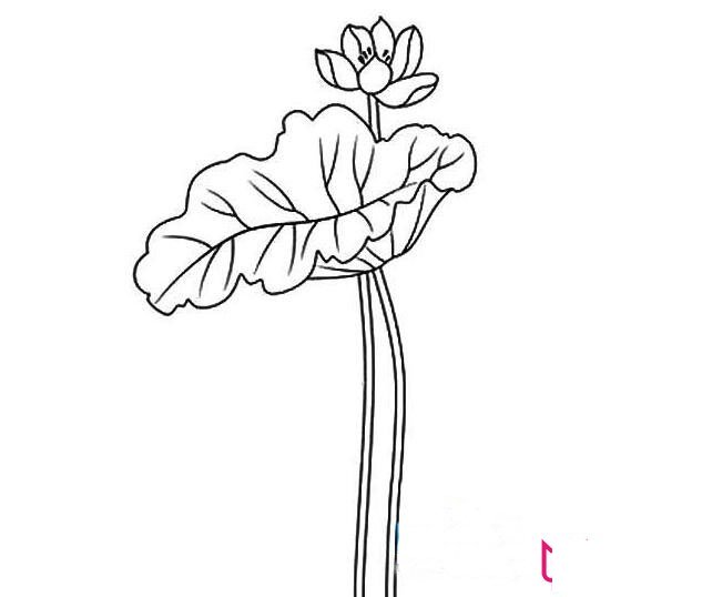 漂亮的荷花简笔画图片，荷花怎么画