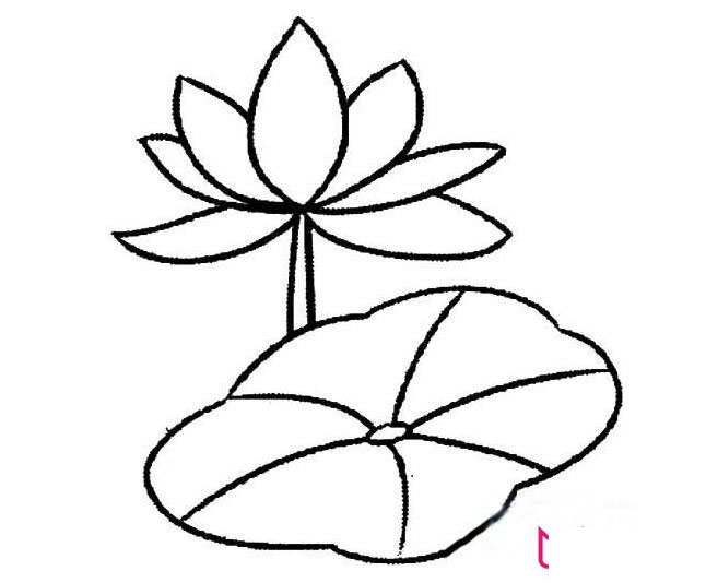 漂亮的荷花简笔画图片，荷花怎么画