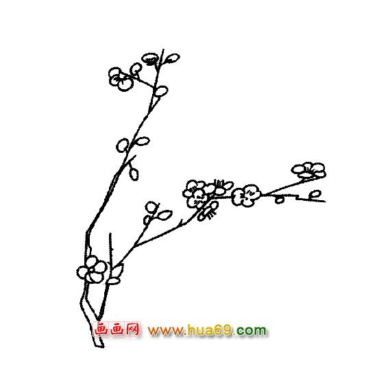 花卉简笔画：梅花开了