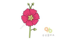 蜀葵简笔画