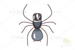 漏斗网蜘蛛简笔画