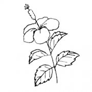木槿花简笔画步骤图片大全