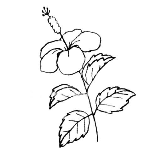 木槿花简笔画步骤图片