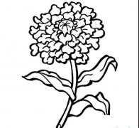 菊花开了简笔画画法_怎么画菊花开了