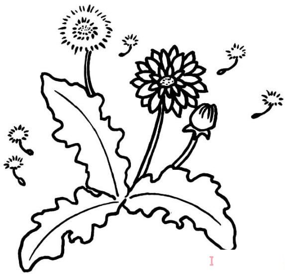 简笔画蒲公英小草怎么画简单漂亮