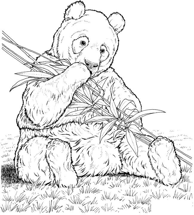 在吃竹子的大熊猫