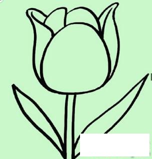 简笔画简单漂亮的郁金香的具体画法步骤图片教程