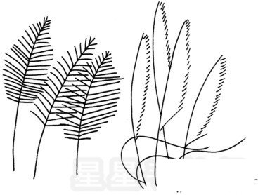 芦苇简笔画怎么画
