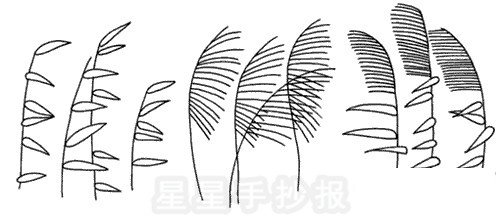 芦苇简笔画怎么画
