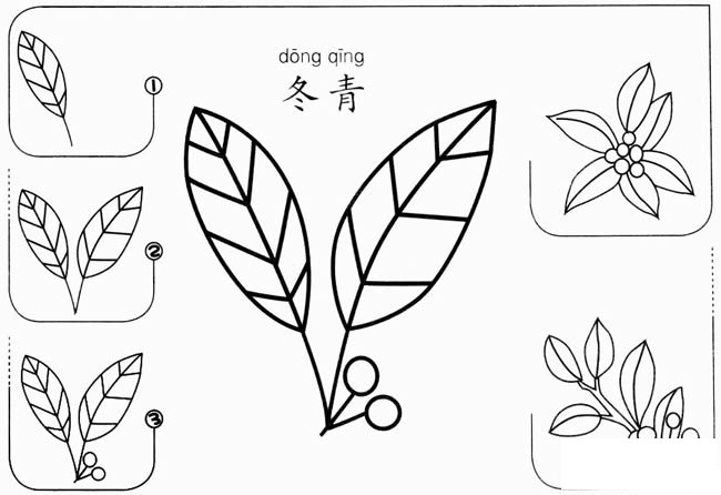 【冬青怎么画】简笔画冬青草怎么画