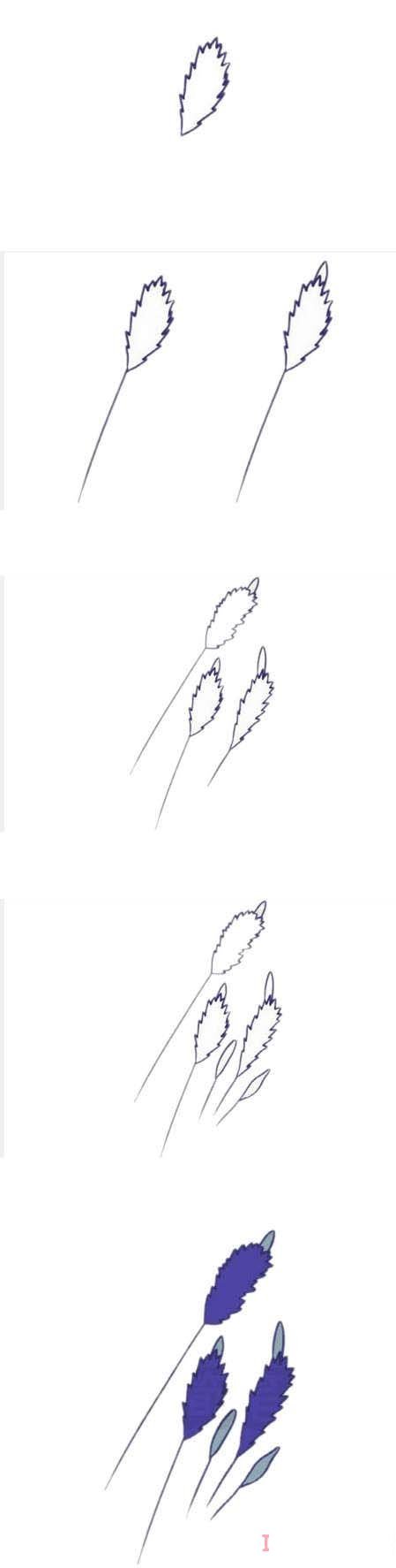 薰草的画法步骤图带颜色 薰草简笔画图片