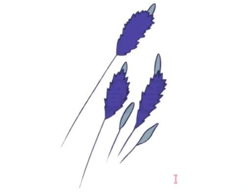薰草的画法步骤图带颜色 薰草简笔画图片