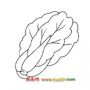 好吃的大白菜【简笔画】3