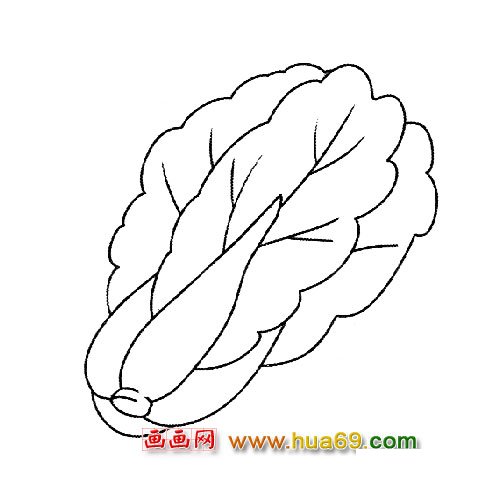 好吃的大白菜【简笔画】3