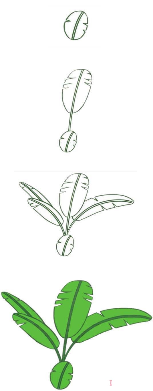 芭蕉树的画法步骤图带颜色 芭蕉树简笔画图片