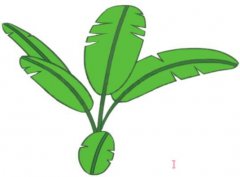 芭蕉树的画法步骤图带颜色 芭蕉树简笔画图片