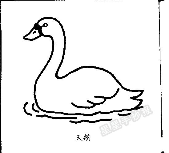 天鹅简笔画