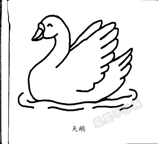 天鹅简笔画
