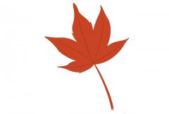 漂亮的秋天枫叶简笔画教程