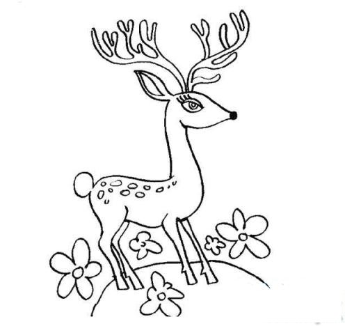 简笔画骄傲的梅花鹿的具体画法步骤图片教程