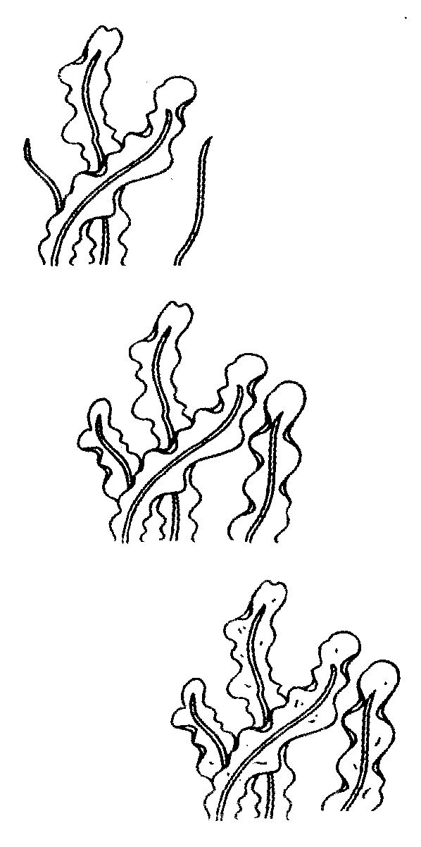海带简笔画