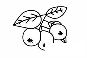 山楂简笔画图片