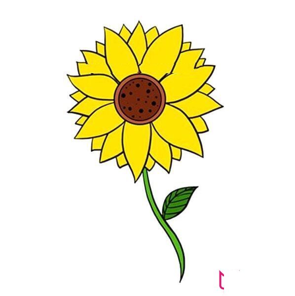 向日葵花简笔画图片带颜色，向日葵怎么画简单好看