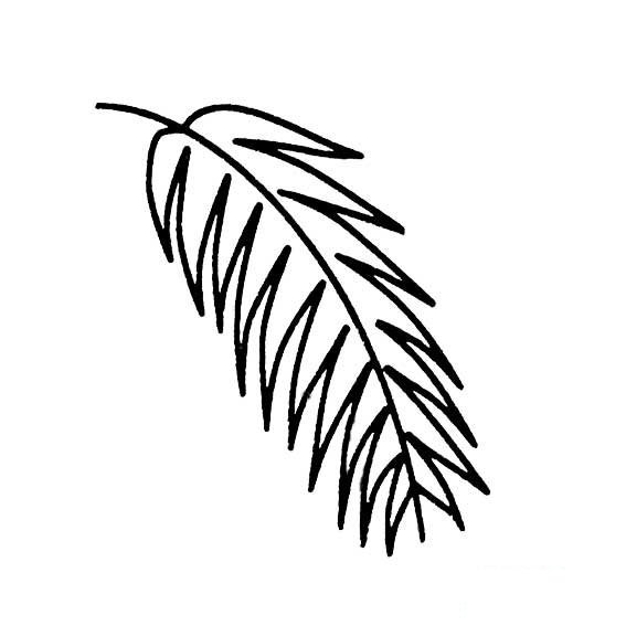 树叶的画法椰子树的叶子
