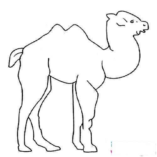 儿童简笔画大全：骆驼