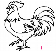 公鸡简笔画，威武的公鸡