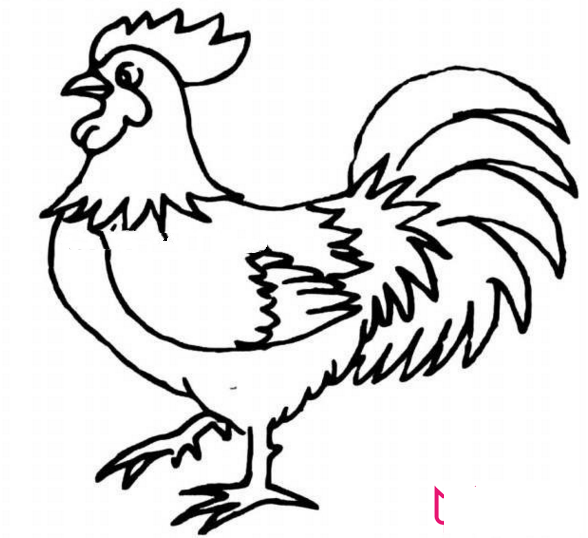公鸡简笔画，威武的公鸡