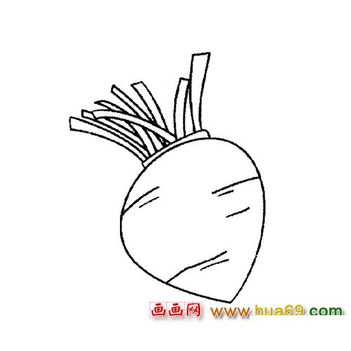 简笔画：胖胖的萝卜1