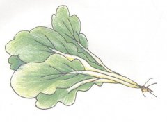 小青菜简笔画