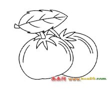 蔬菜简笔画【西红柿】5