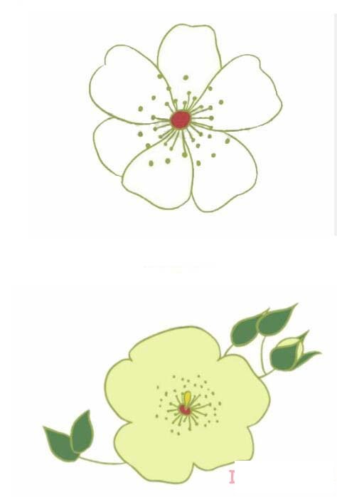 山茶花的画法步骤图带颜色 山茶花简笔画图片