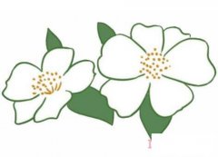 山茶花的画法步骤图带颜色 山茶花简笔画图片