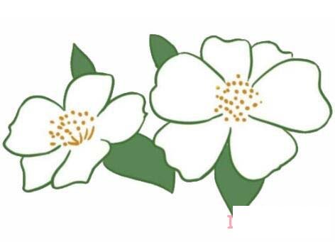 山茶花的画法步骤图带颜色 山茶花简笔画图片